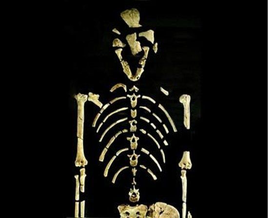 Anthropological Collection of the Bologna University